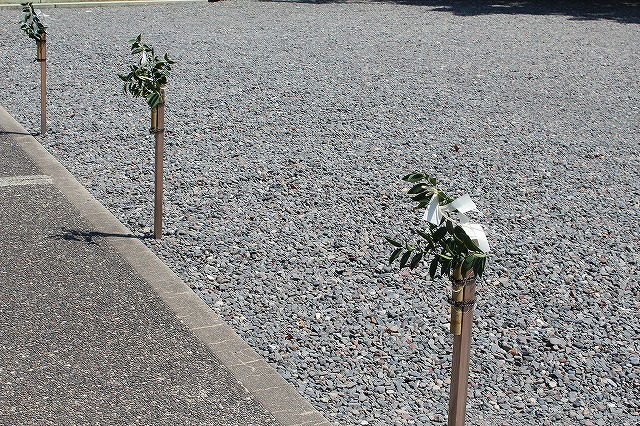 参道に榊 参道に榊