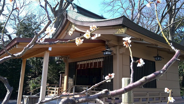 境内梅の木 境内梅の木