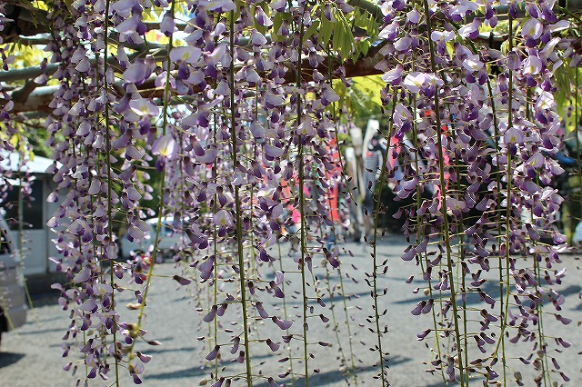 弁慶フジ 弁慶フジ