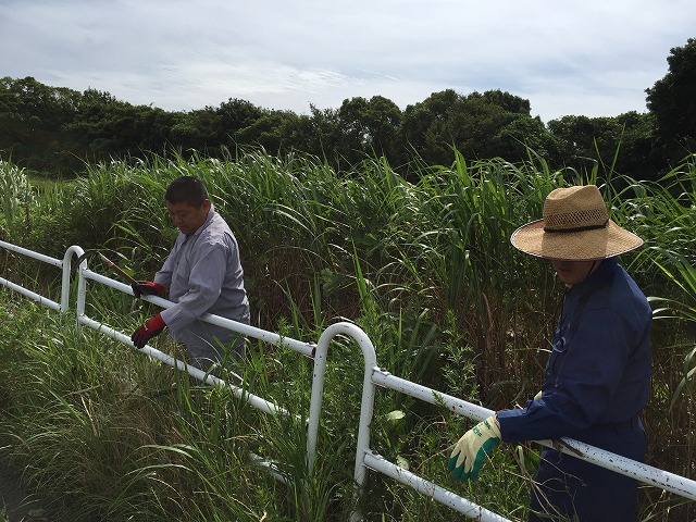 茅刈り作業2 茅刈り作業2