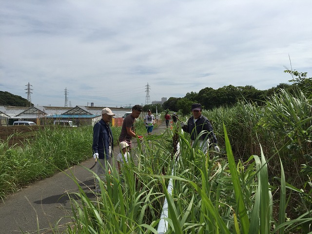 茅刈り作業1 茅刈り作業1