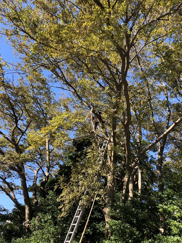 台風19号ケヤキ1