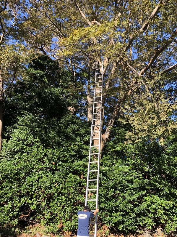 台風19号ケヤキ2