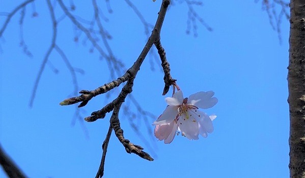 枝垂桜