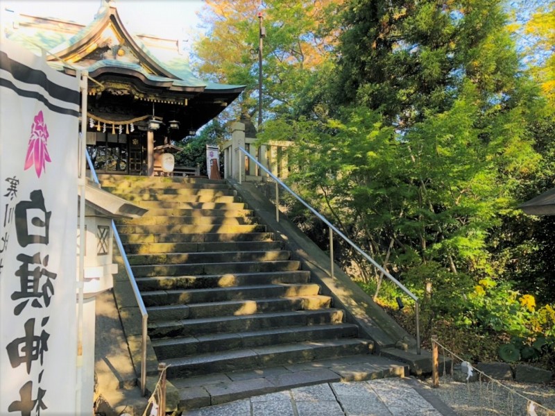 風景　ツワブキ