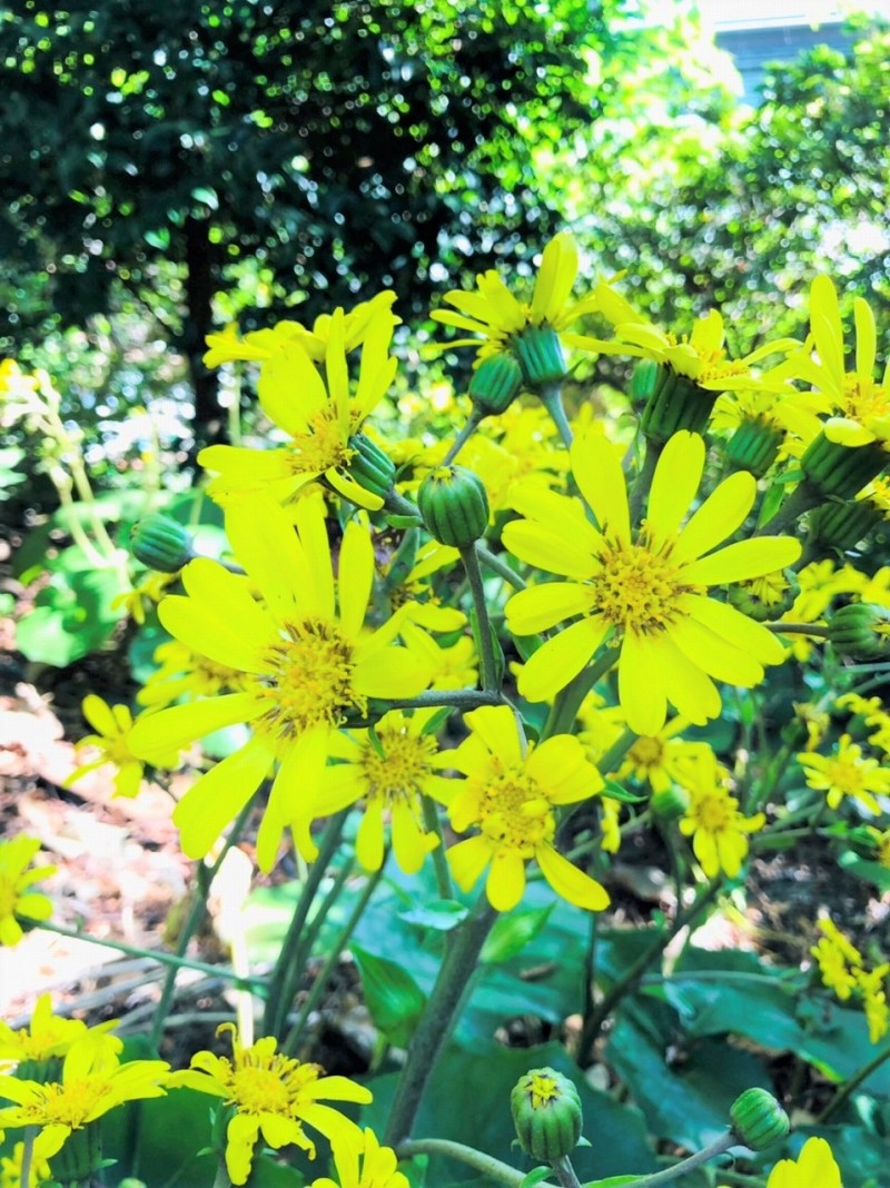 風景　ツワブキ