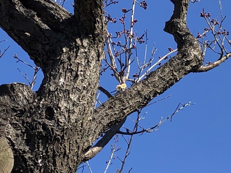 梅の開花