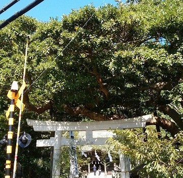 鎌倉市坂ノ下　御霊神社
