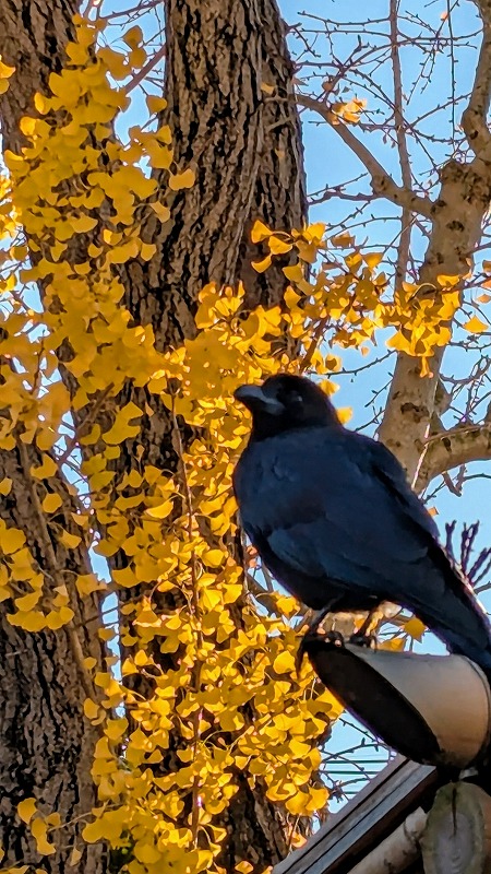 PXL_20241215_225458102