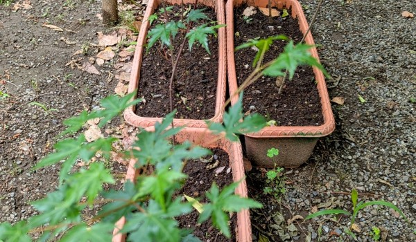 PXL_20250525_234301924.MP~2