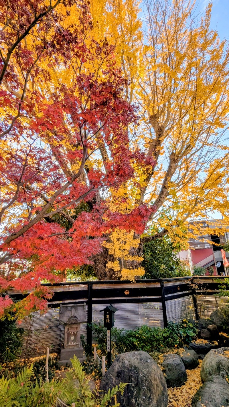 PXL_20251126_225507872.MP~2