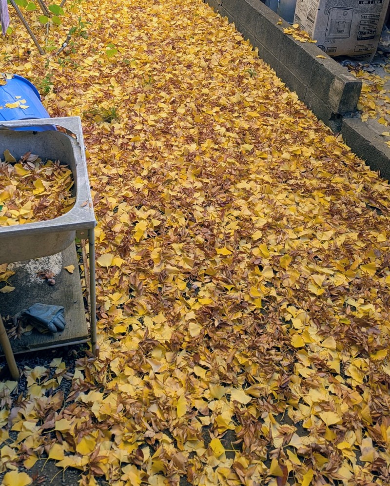 PXL_20251127_223110285.MP~2