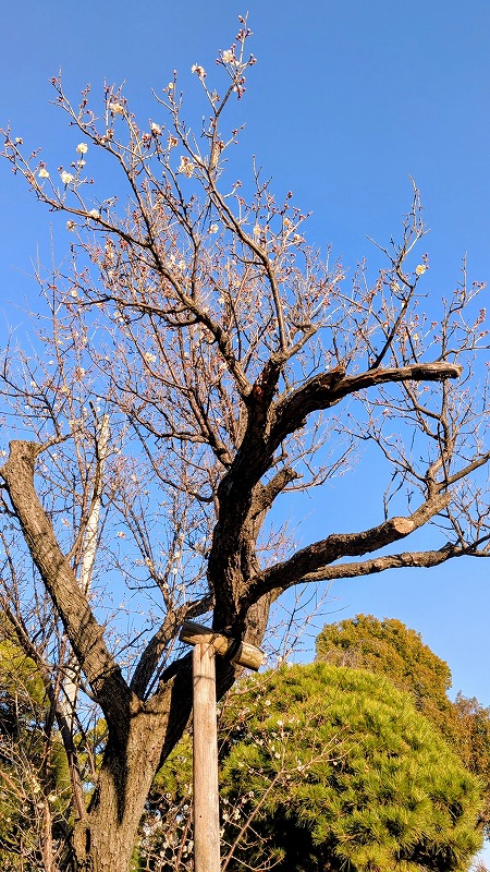 PXL_20260117_063244420.MP~2