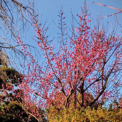 PXL_20260117_063357129.MP~2