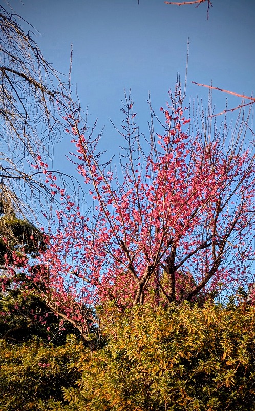 PXL_20260117_063357129.MP~2