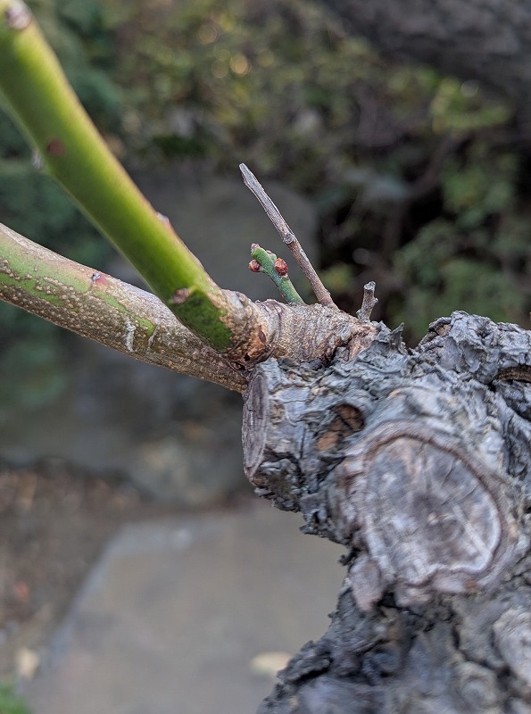 PXL_20260117_063627481.MP