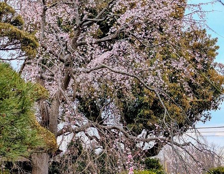 032しだれ桜
