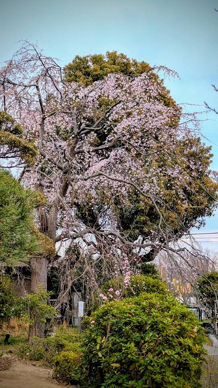 032しだれ桜